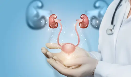 Doctor holding a schematic illustration of the urinary system.